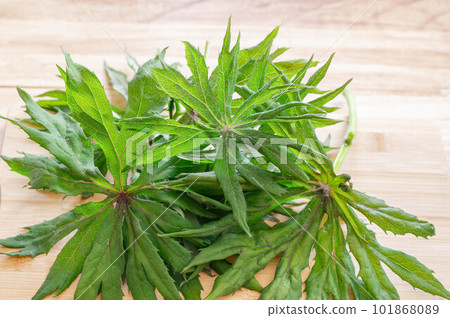 收穫的畫眉 收穫的畫眉 101868089