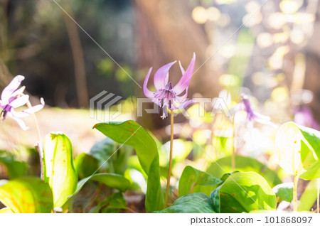美麗的紅色花朵 101868097