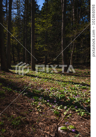 Collective area of flower of flower 101868098