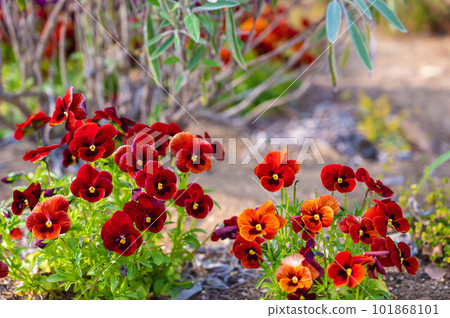 花園裡盛開的紫羅蘭 101868101