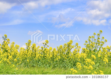 清爽的油菜田 101868137
