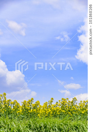 Refreshing rape field 101868166