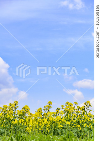 Refreshing rape field 101868168