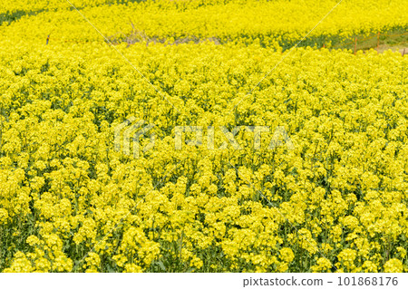 清爽的油菜田 清爽的油菜田 101868176