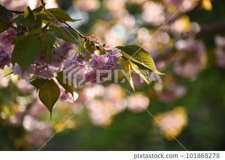 Pretty pink double cherry blossoms that shine against the green Pretty pink double cherry blossoms that shine against the green 101868278