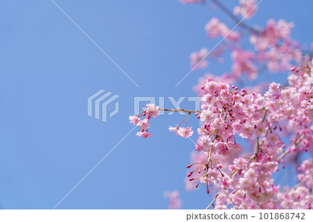 Pink cherry blossom(Cherry blossom, Japanese flowering cherry) on the Sakura tree. Sakura flowers are representative of Japanese flowers. The main part of the winter pass. I love everyone. Pink cherry blossom(Cherry blossom, Japanese flowering cherry) on the Sakura tree. Sakura flowers are representative of Japanese flowers. The main part of the winter pass. I love everyone. 101868742