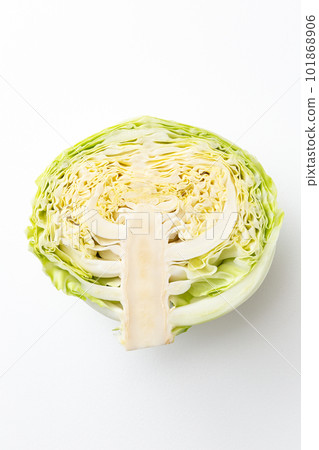 Cut cabbage 101868906