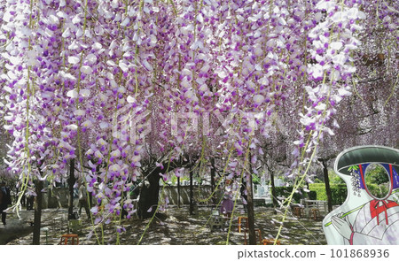 Flower news in full bloom from Fujiji Temple 101868936