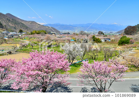 Landscape of Anzu no Sato in Chikuma City / Looking towards Shinonoi (Chikuma City, Nagano Prefecture) [April 2023] 101869089
