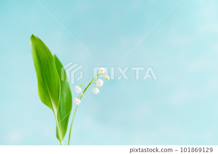 Lily of the valley flower frame 101869129