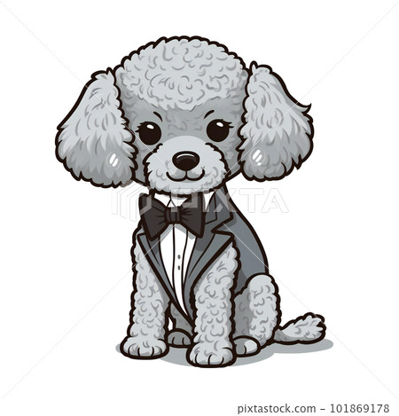 Silver toy poodle wearing a suit Silver toy poodle wearing a suit 101869178