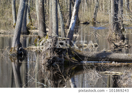Spring floods in the forest. Dry trees sticking out of the water. Spring floods in the forest. Dry trees sticking out of the water. 101869243