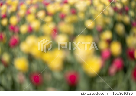 Spring flower image bokeh photo in yellow and red tones Spring flower image bokeh photo in yellow and red tones 101869389