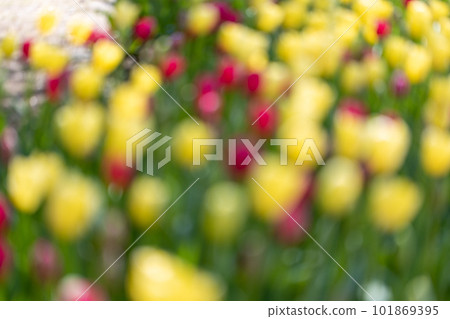Spring flower image bokeh photo in yellow and red tones Spring flower image bokeh photo in yellow and red tones 101869395
