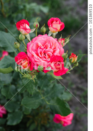 Pink rose flower in the garden in summer Pink rose flower in the garden in summer 101869510
