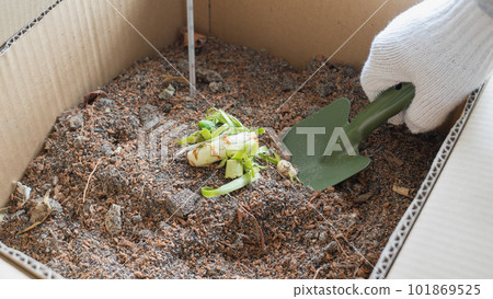 在家中進行環保紙板堆肥的圖片 101869525