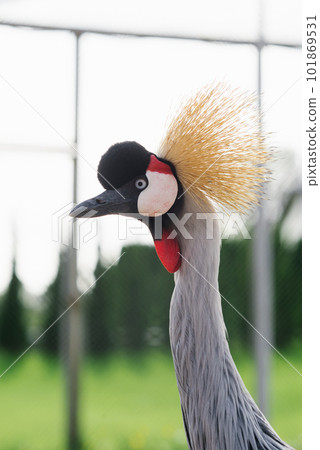 Portrait of a beautiful Crowned crane in the zoo Portrait of a beautiful Crowned crane in the zoo 101869531