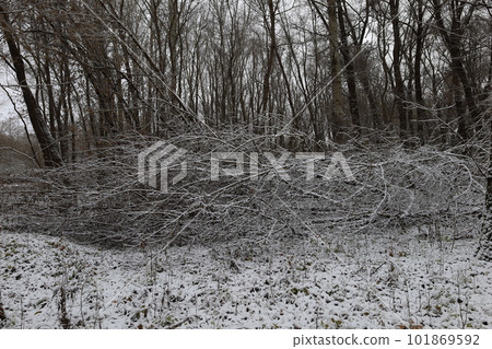 Dark winter forest atmosphere, winter nature Dark winter forest atmosphere, winter nature 101869592