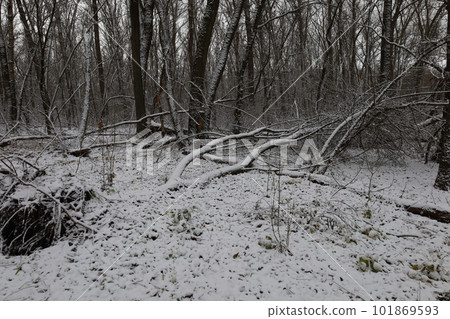 Dark winter forest atmosphere, winter nature 101869593
