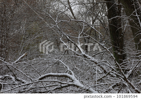 Dark winter forest atmosphere, winter nature 101869594