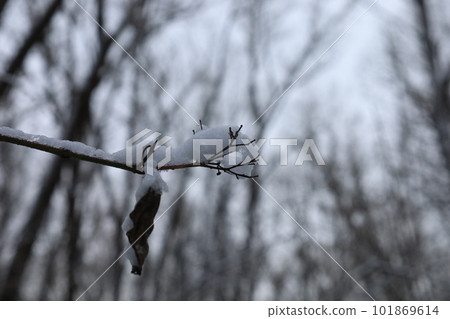 Dark winter forest atmosphere, winter nature 101869614