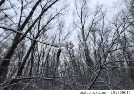 Dark winter forest atmosphere, winter nature 101869615