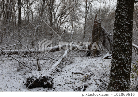 Dark winter forest atmosphere, winter nature Dark winter forest atmosphere, winter nature 101869616