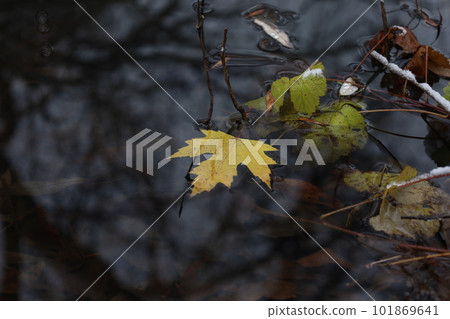 Maple leaf in the river, winter armosphere Maple leaf in the river, winter armosphere 101869641
