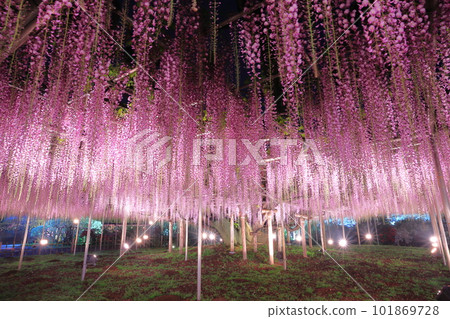 Ashikaga Flower Park Otoh Light Up Ashikaga Flower Park Otoh Light Up 101869728