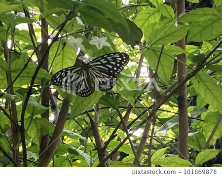 吉隆坡蝴蝶公園的蝴蝶 吉隆坡蝴蝶公園的蝴蝶 101869878