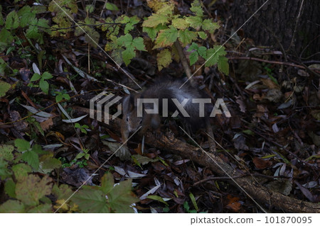 squirrel, animal, wildlife 101870095