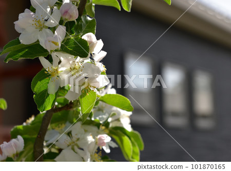 An apple flower 101870165