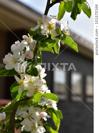 An apple flower 101870166