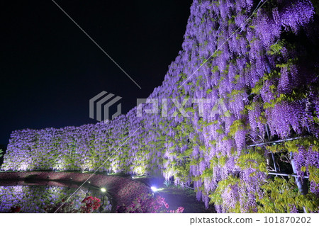 Ashikaga Flower Park Illuminated purple wisteria screen Ashikaga Flower Park Illuminated purple wisteria screen 101870202