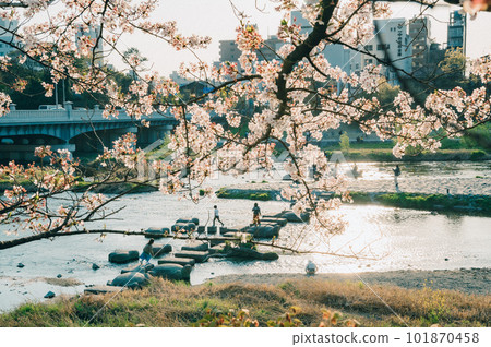 鴨川和櫻花 鴨川和櫻花 101870458
