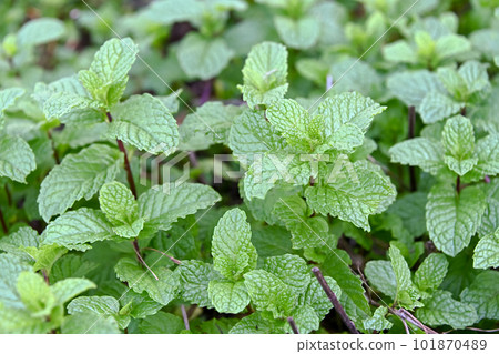 Spearmint Spearmint 101870489