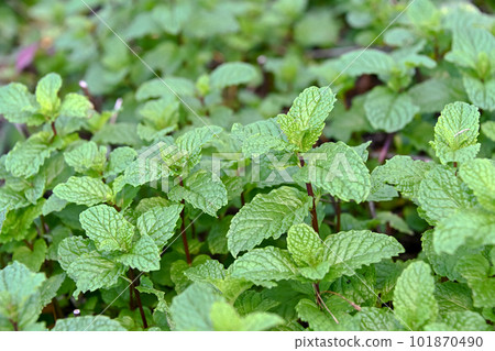 Spearmint Spearmint 101870490