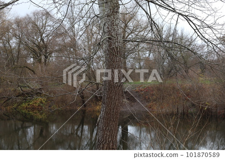 Autumn forest, dark autumn forest atmosphere, aspen tree 101870589