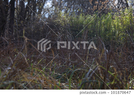 Autumn atmosphere in sunny forest, green grasses Autumn atmosphere in sunny forest, green grasses 101870647