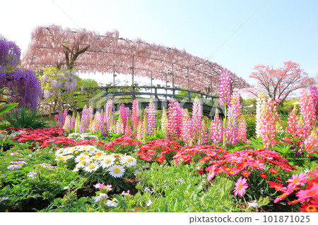 足利花卉公園臼紅戶和臼紅橋 足利花卉公園臼紅戶和臼紅橋 101871025