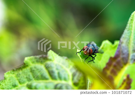 Blue fly or Calliphora vomitoria or commonly called the orange-bearded blue bottle fly 101871072