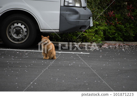 一隻流浪貓在停車場盯著我們 一隻流浪貓在停車場盯著我們 101871223