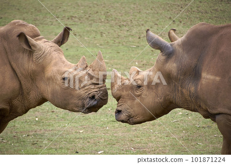 Two rhinoceroses facing each other head to head Two rhinoceroses facing each other head to head 101871224