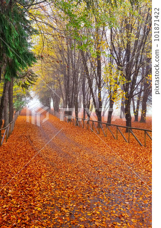 Beautiful autumn background of fallen leaves from trees in the park. Beautiful autumn background of fallen leaves from trees in the park. 101871422