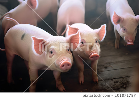 Adorable Small Piglet in a Farmyard. created with Generative AI 101871787