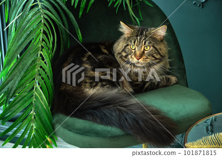 Home pet cute cat lying In a green interior with a palm tree on a velvet green chair. Home pet cute cat lying In a green interior with a palm tree on a velvet green chair. 101871815
