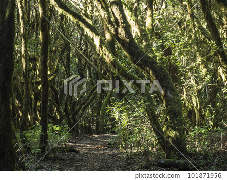 Lush evergreen cloud laurisilva forest with mossy trees at the Garajonay National Park, La Gomera, Canary Islands, Spain. Mysterious fairytale magical nature scenery. UNESCO World Heritage Site. Lush evergreen cloud laurisilva forest with mossy trees at the Garajonay National Park, La Gomera, Canary Islands, Spain. Mysterious fairytale magical nature scenery. UNESCO World Heritage Site. 101871956