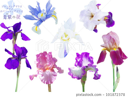 剪裁素材套裝-春天藍紫色花朵 101872378