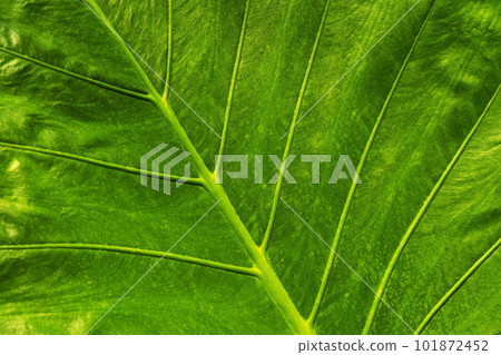Green leaf epidermis, close up. 101872452