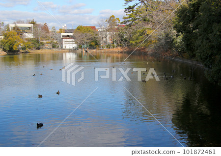伊丹市綠丘公園上池的一群鴨子 101872461